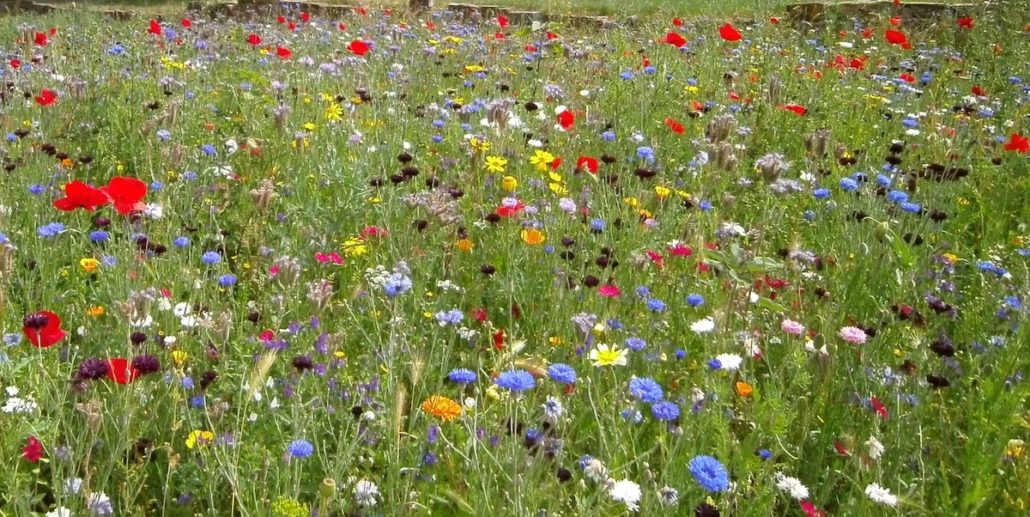 Blumenwiese als Vergleich Perfektionismus